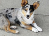 Pioneer Pup Bundle (10lbs)