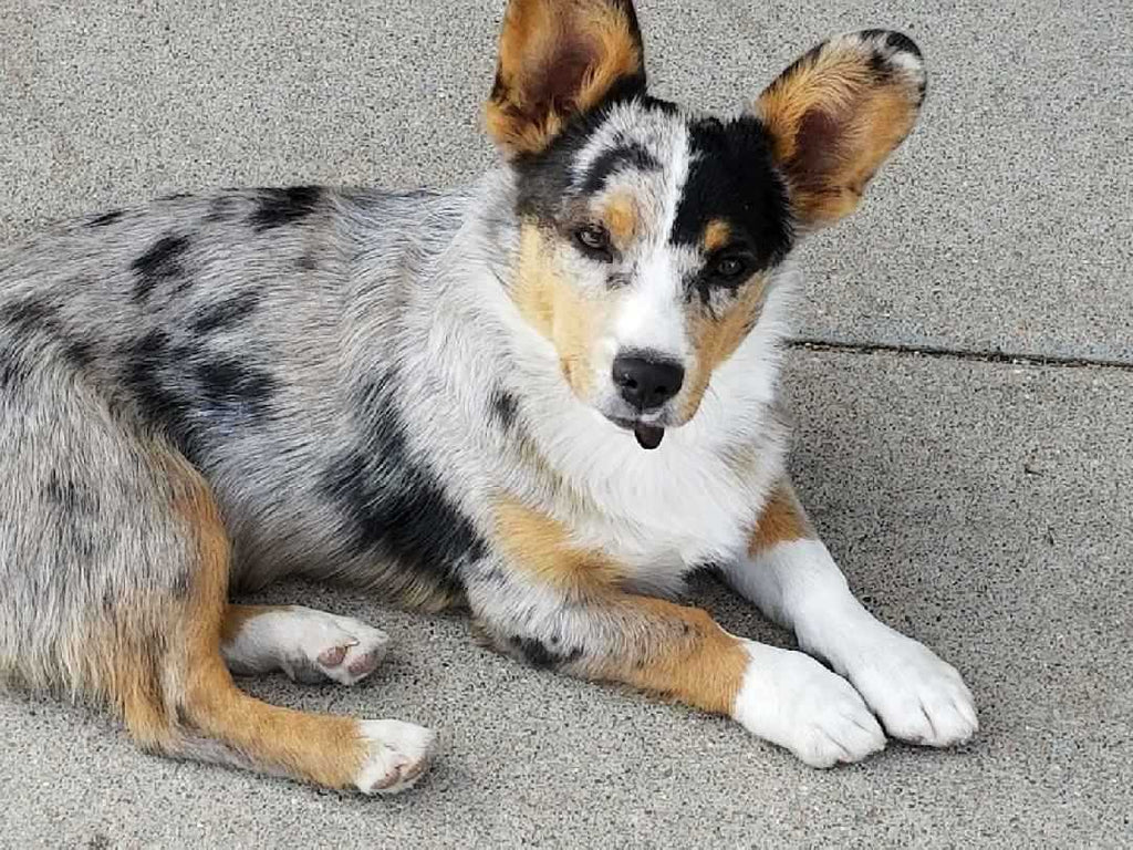 Pioneer Pup Bundle (10lbs)